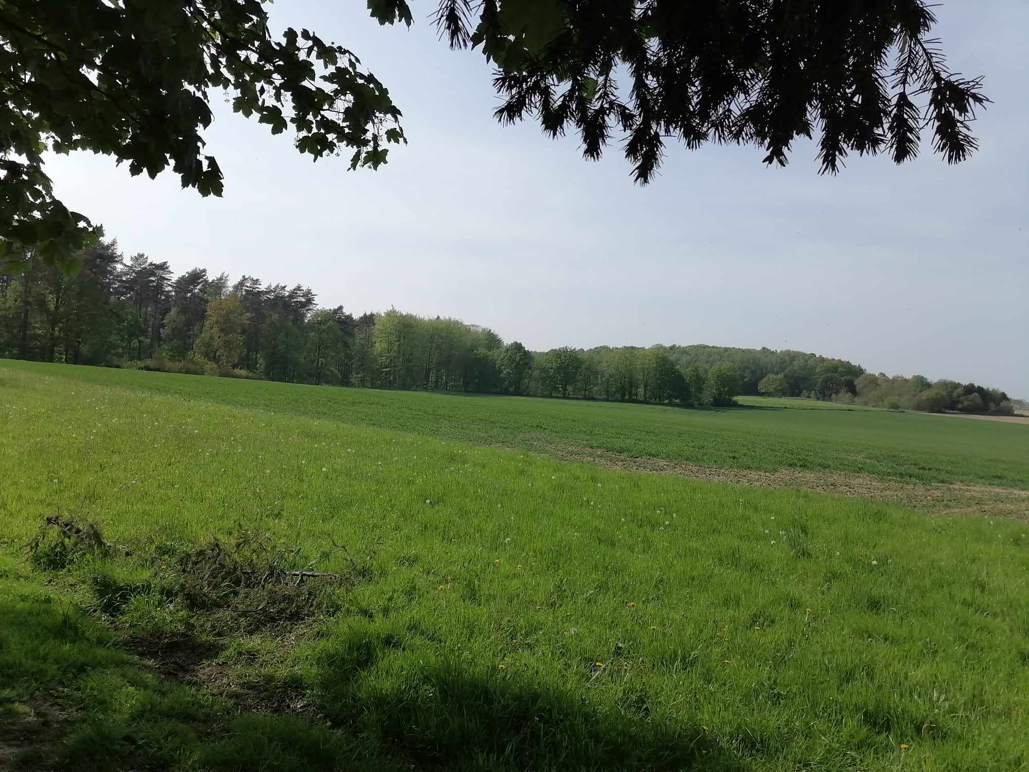 bos_2