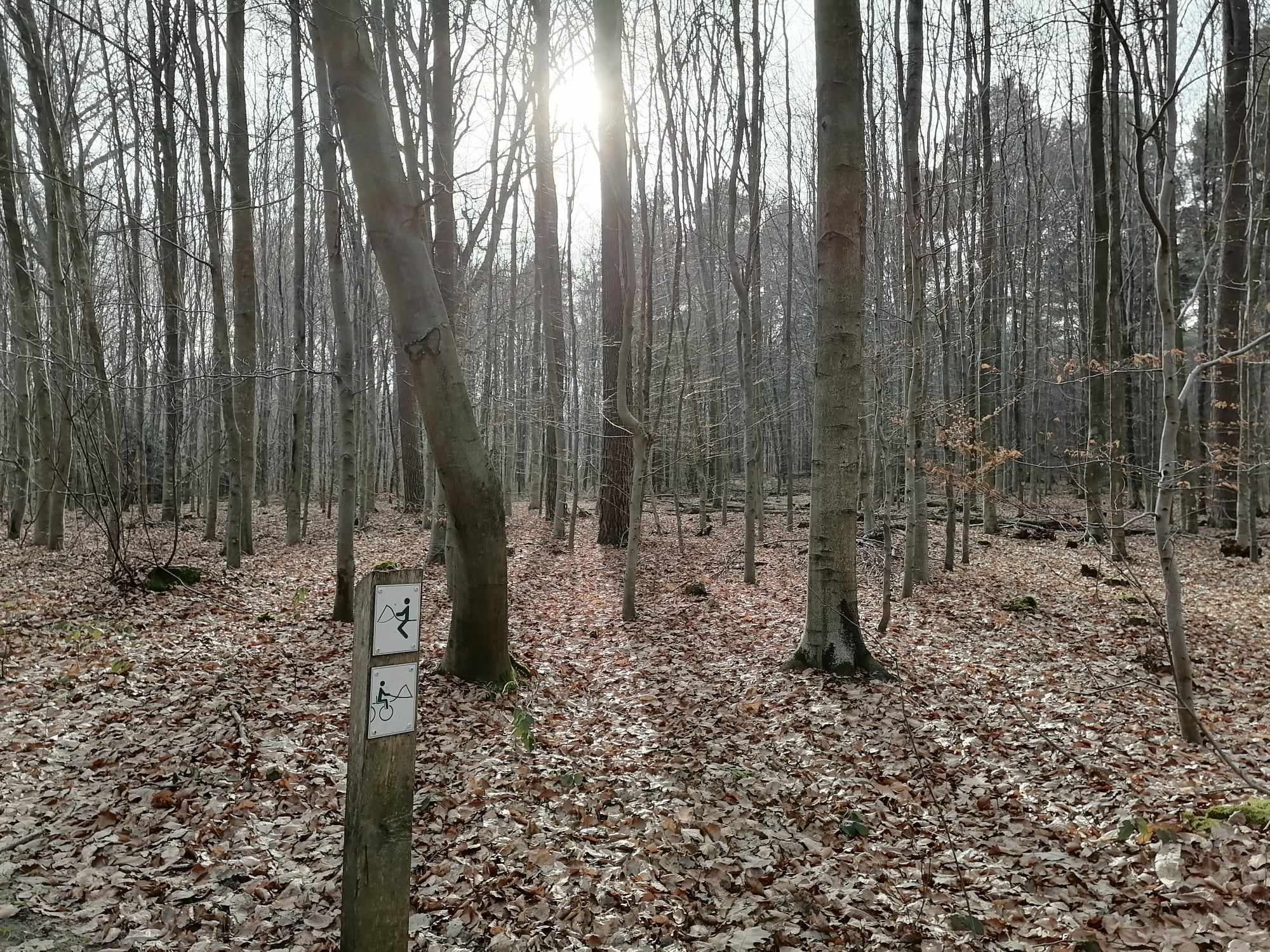 bos_7
