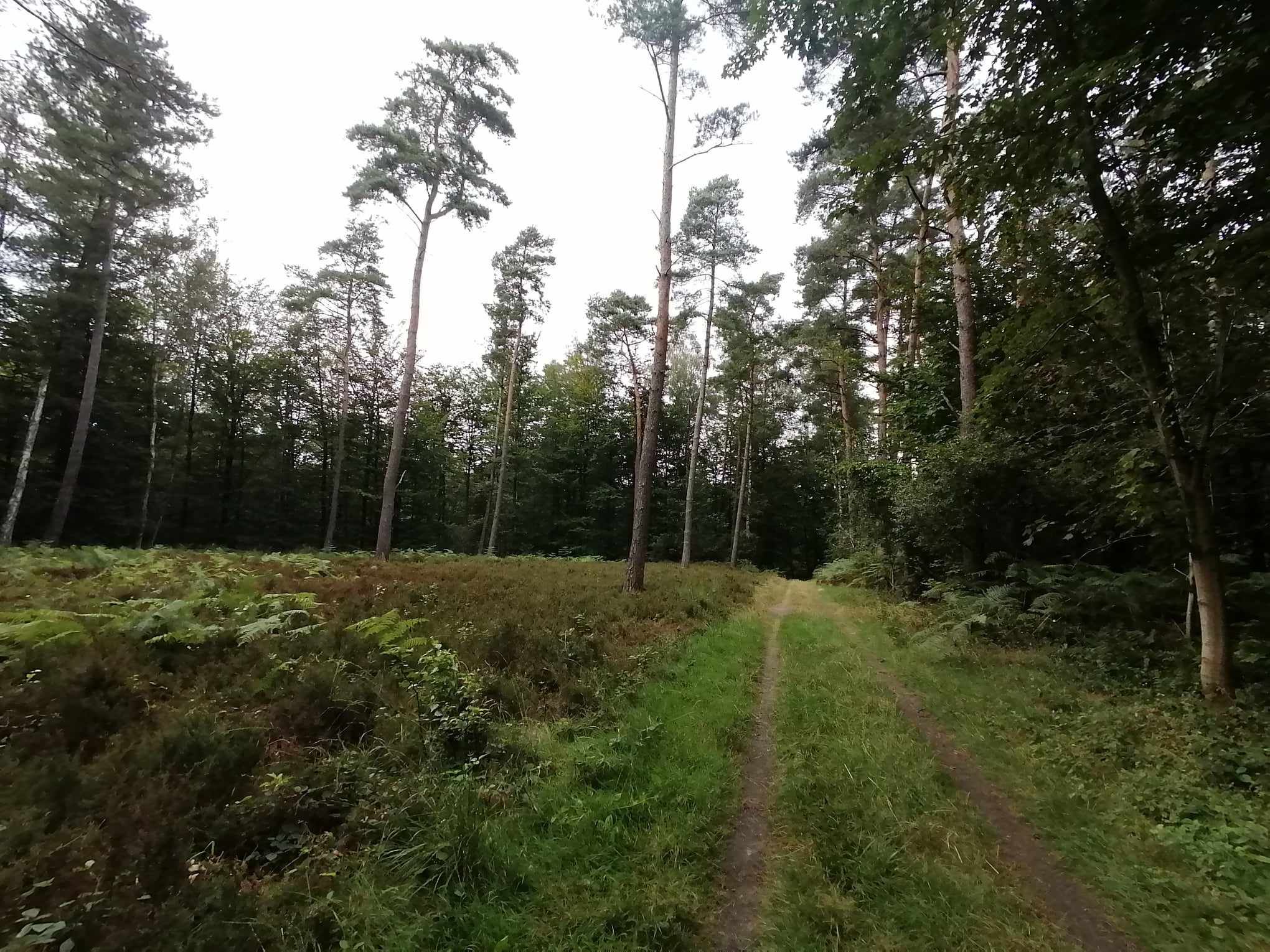bos_9